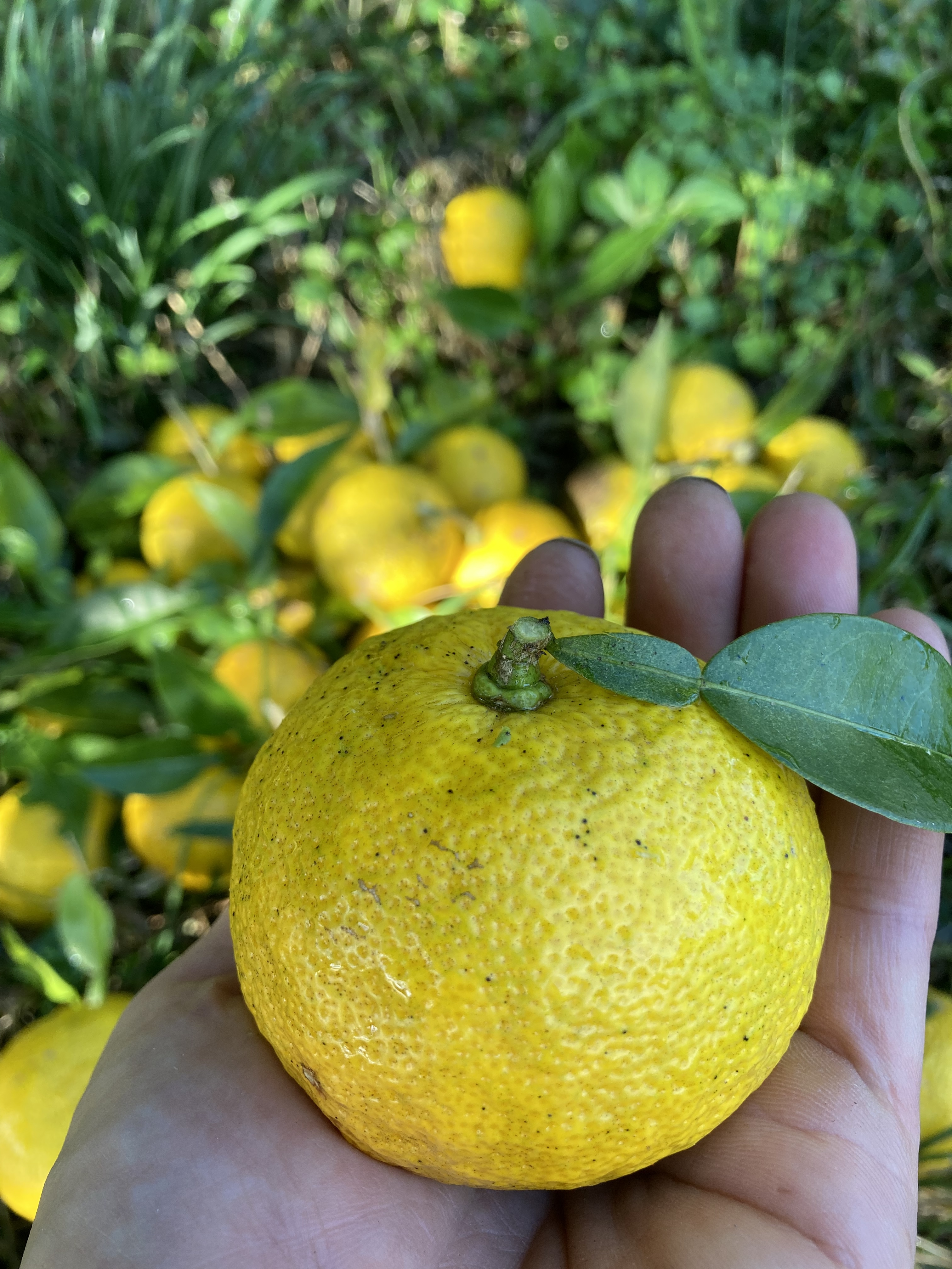 国産レモン 無農薬 1.1kg 柚子おまけ付き - 果物