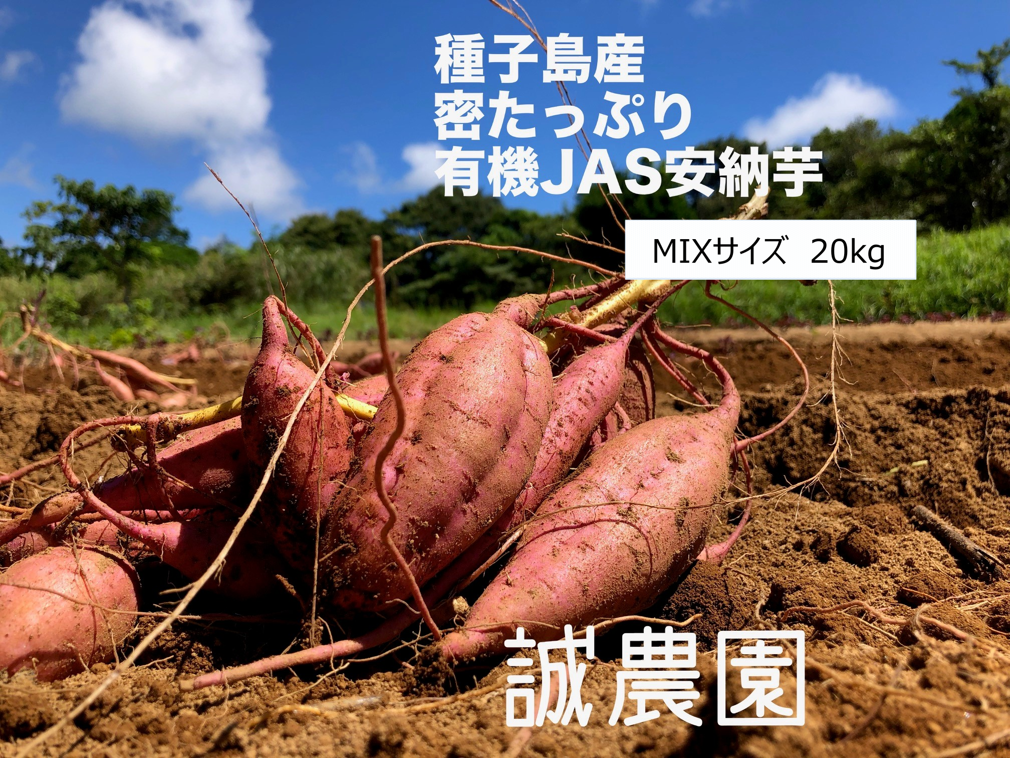 種子島産 オーガニック（有機）安納芋 MIXサイズ20kg｜野菜の商品詳細