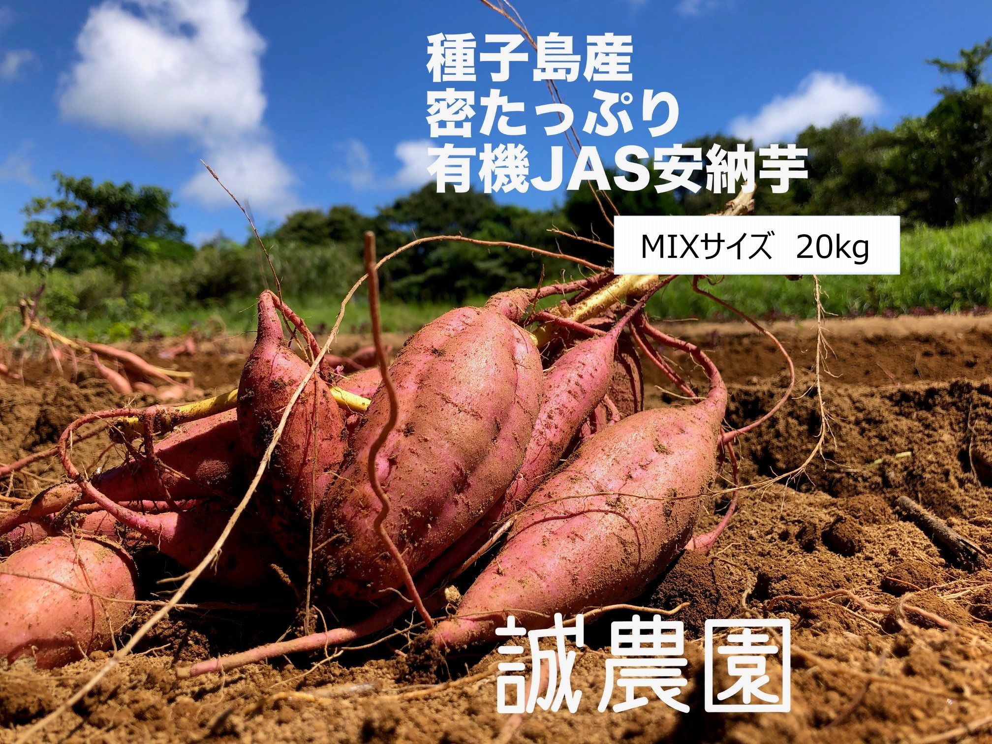 種子島産 オーガニック（有機）安納芋 MIXサイズ20kg｜野菜の商品詳細 ...