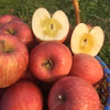 完熟サンふじ　ご家庭用約5kg