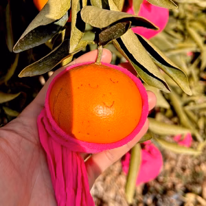 ★完熟まで待ちました★ 柑橘の女王「せとか」ご家庭用