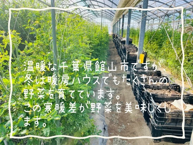 ★クール便【有名ホテルシェフ御用達】『Mサイズ初夏のカラフル野菜セット8品目』
