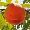 山形の豊かな自然で、園主が愛情を注ぎ込んだ桃『あかつき』8/1頃〜