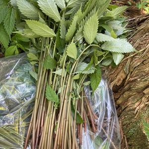 【美味夏山菜】　冷涼岩手　天然ミズ3キロ