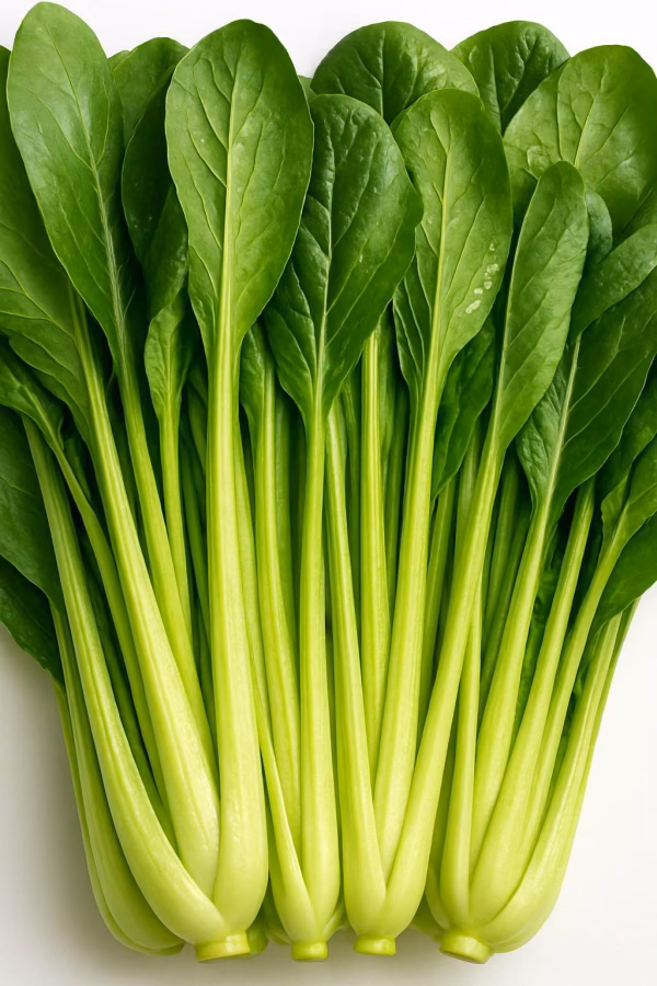 産地直送　朝どれ　ハウス小松菜