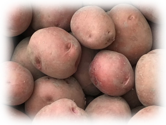 アンデス赤 特別出品 種芋でも使えます 農家漁師から産地直送の通販 ポケットマルシェ