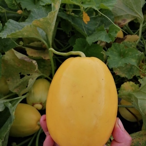 無農薬野菜　まくわうり真桑瓜