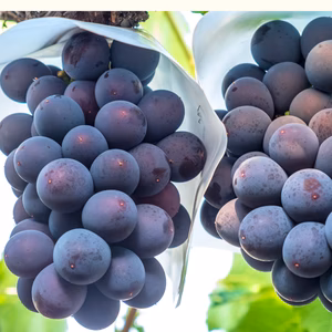 秋田県産 ピオーネ  葡萄 ぶどう 大粒 種なし 甘い 皮ごと食べられる 