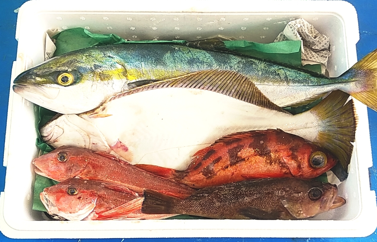 季節の活〆鮮魚セット 2 5kg前後 1kg前後のヒラメ付き 農家漁師から産地直送の通販 ポケットマルシェ