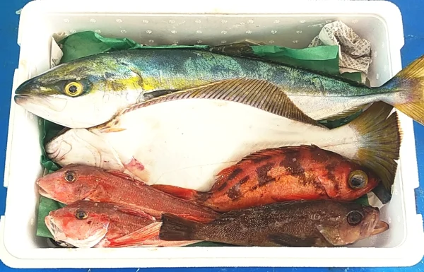 季節の活〆鮮魚セット 2.5Kg前後　1kg前後のヒラメ付き