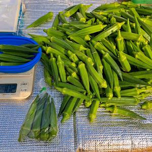 朝採りオクラ、500gで農薬不使用です‼️
