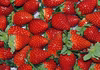 和歌山オリジナルいちご　【まりひめ】　２パック～6パック　5月配送