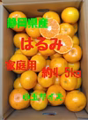 静岡県産　はるみ　家庭用　約4,5㎏　小玉サイズ