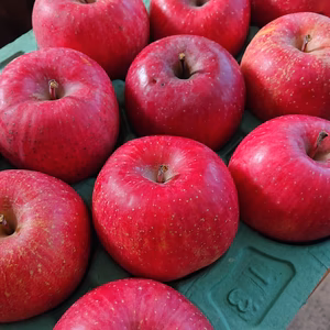 最終‼️お急ぎ下さい！長野県飯綱産(旧牟礼村) サンふじ家庭用 小玉