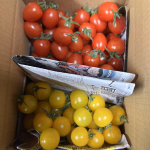 アイコ・イエローミミ食べ比べ‼︎ 味の変化をお楽しみくださいませ〜♪