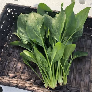 生のまま食べられる、ほうれん草★スムージーやサラダに★（栽培期間中農薬不使用）