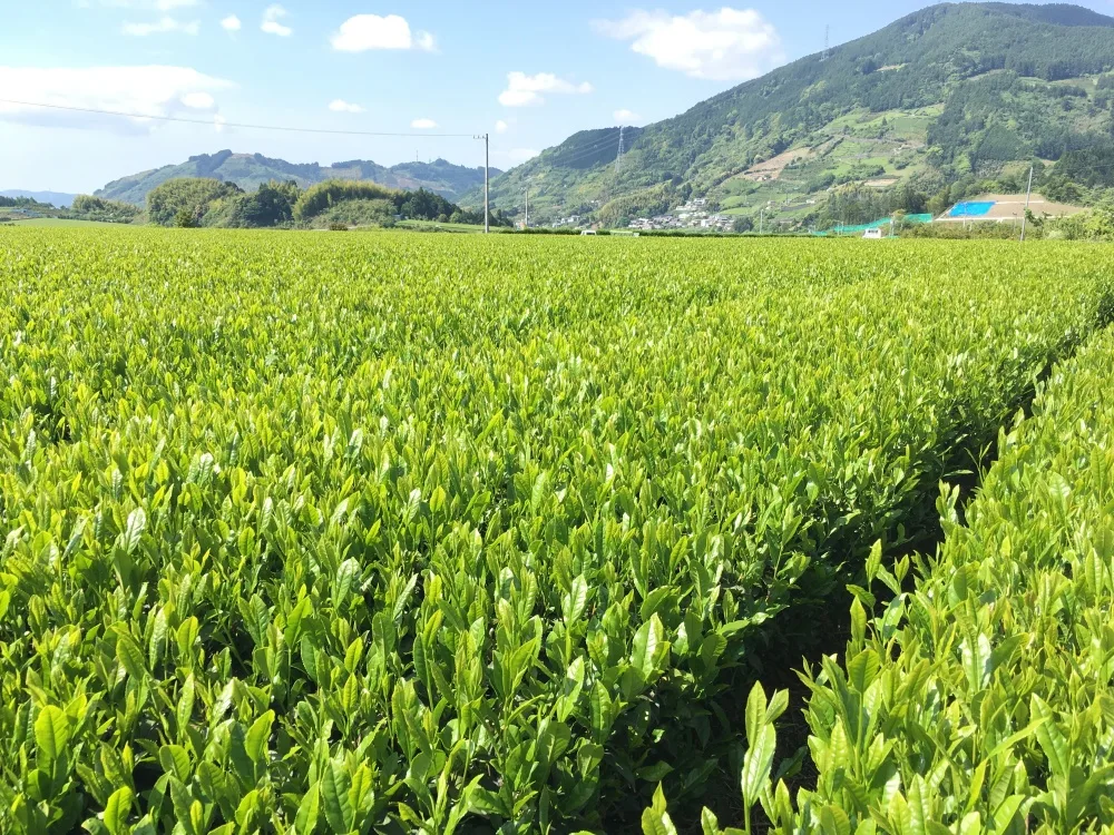 よくばり3種類「和200g・和紅茶50g・ほうじ茶50g」セット