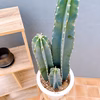 【在庫販売】　サボテン　柱サボテン　3本植え　観葉植物　多肉植物　ドライガーデン