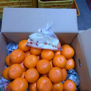 小玉せとか 限定5箱(家庭用、4キロ)お漬物おまけ付き