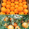 減農薬(3/6発送)はるみの娘♪話題の新品種【あすみ】高糖度！手で剥けるオレンジ