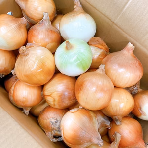 【クール便】訳あり淡路島玉ねぎ10㎏約30～40玉
