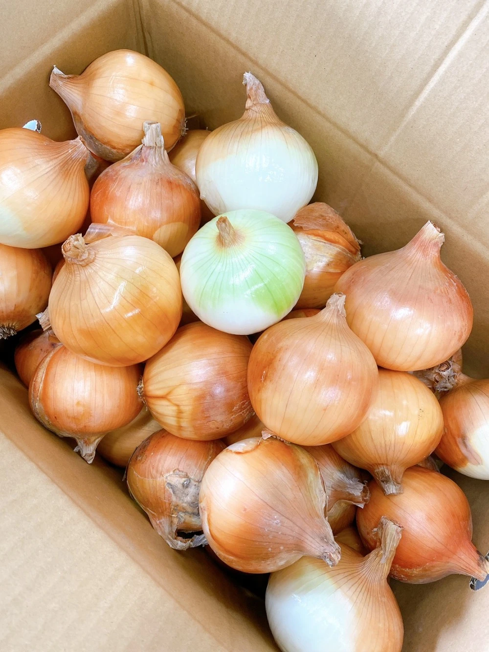 訳あり淡路島玉ねぎ10㎏約30～40玉｜野菜の商品詳細｜ポケットマルシェ