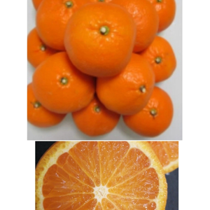 採れたて❣️春みかん【レア品】甘い果実!春から食べれる柑橘（のうろく）
