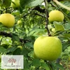 岩手・江刺産「きおう」蜂蜜の香りの甘い黄りんご!