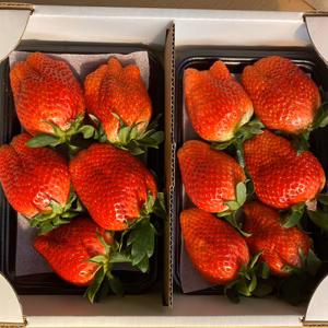 めっちゃ大粒‼️【完熟やよいひめ】 とにかく大粒パック