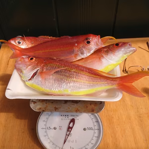 相模湾産天然イトヨリダイ。中、大サイズ込み。