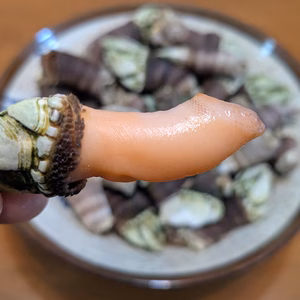 【採れたて直送】山陰産「カメノテ」生　1kg　※汁物やおつまみに最適！