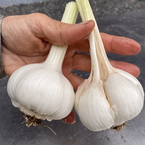 掘りたて・土付き　嘉定種・生ニンニク　1000g　加熱とともにほくほく