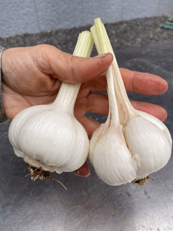 掘りたて・土付き　嘉定種・生ニンニク　1000g　加熱とともにほくほく