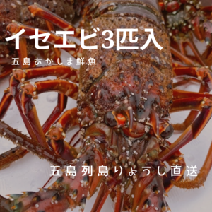 【母の日ギフト】朝獲れイセエビ3匹入り（約1kg）五島漁師直送