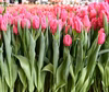 【ホワイトディにチューリップ】濃ピンク色　ピンクマジェスティ10本