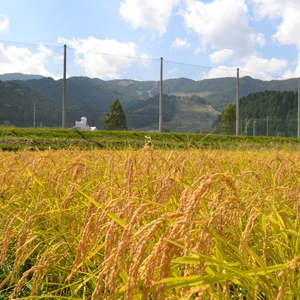 令和1年産　コウノトリ育む農法　奥神米　玄米で発送します。