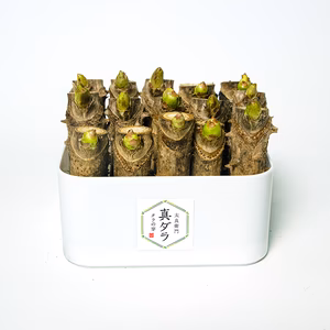 【3月7日～随時発送】ご自宅で簡単に栽培！タラの芽 栽培キット 15本入