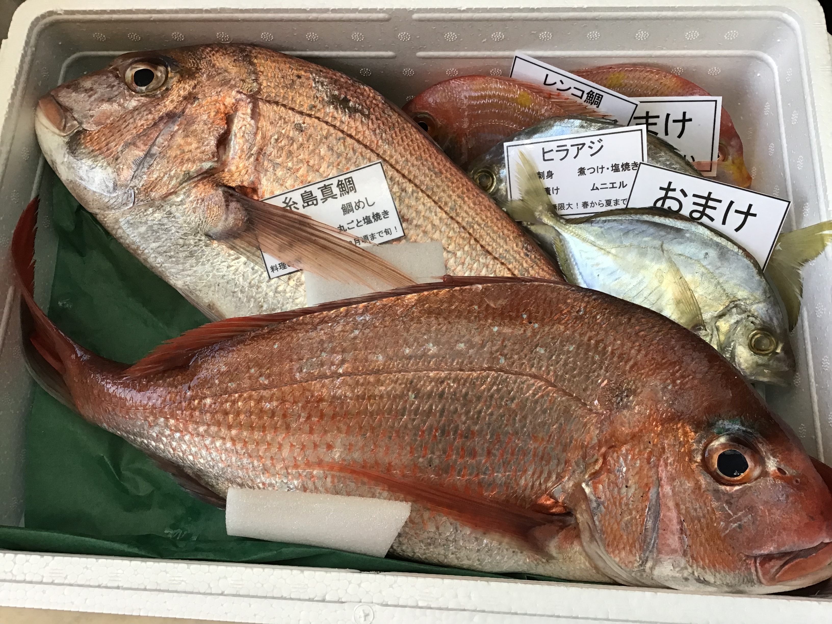 8月で出品最後 大人気 糸島真鯛 2匹セット 1匹800ｇ 1 2キロ 農家漁師から産地直送の通販 ポケットマルシェ