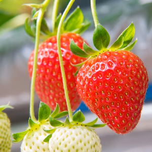 【全国いちご選手権銅賞受賞！】《家庭用》美作国の極上苺『武蔵』2パック詰合せ