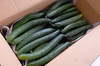 体を冷やすキュウリで酷暑を乗り切りましょう！