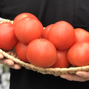 濃い恋トマト【季節限定】約800g・1,200g・1,600g　の3商品から選択