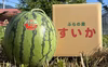 【夏ギフト】冷やして頬張る幸せの甘さ✨ふらのスイカ　マイティー（中玉）５キロ前後