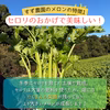 《濃厚で甘い！華やかな香り》ルピアレッドメロン2玉～