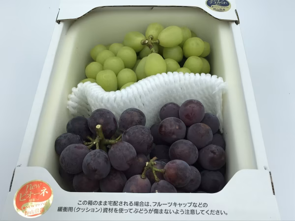 家庭用シャインマスカットとニューピオーネ（２ｋｇ以上）