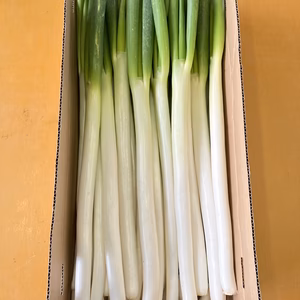 権右衛門の夏秋ねぎ〈8〜9月収穫ねぎ〉
