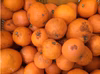 和歌山産　清見オレンジ　家庭用