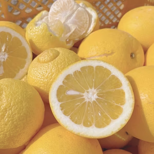 3種【はるか&国産ネーブル&河内晩柑】レア春の柑橘欲張りセット