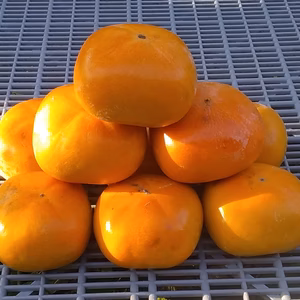 【訳あり】種なし柿中谷極早生(糖度10度)2kg和歌山産