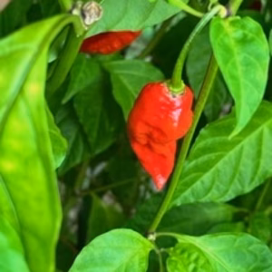 ブートジョロキア　クリックポスト便