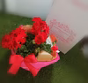 最も赤い赤！ハイブリッドゼラニウムカリオペ[母の日ギフト]